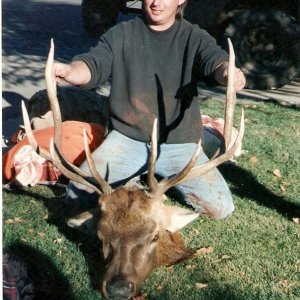 small Colorado bull