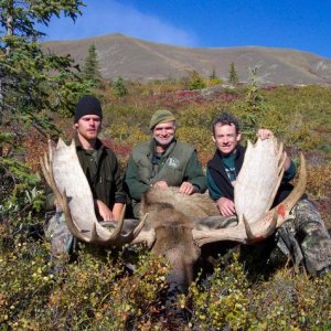 Alaska Moose