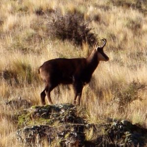 Nice Buck sunning himself early morning.