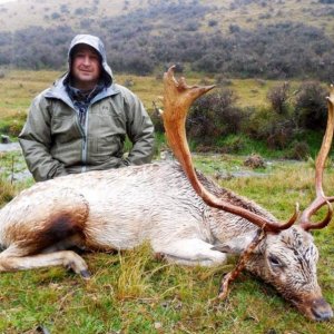 A cunning old Buck caught out in the rain down on the fields.