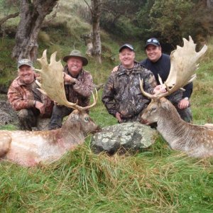 Two huge Fallow Bucks together for a great photo opportunity.