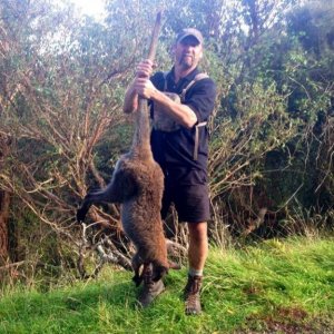Wallaby whacking, more fun than you can poke a stick at..