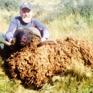Arapawa ram, a cool mount for the sheep hunters with something a little different.