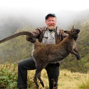 Big old Buck Wallaby.