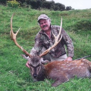 Sika Stag, a beautiful animal that is like a Whitetail to hunt.