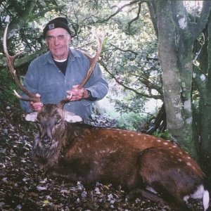Another nice Sika Stag.