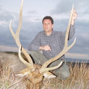 Rusa Stag. This one was shot in Australia with us. We guide from July onwards for the rut.