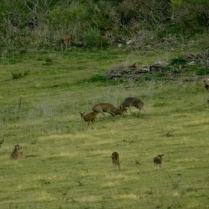 Rusa Stags fighting.