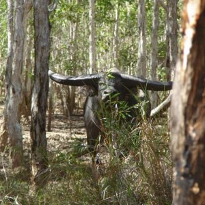 Water Buffalo in Australia's Northern Territory. One of the most under estimated hunts in the world.