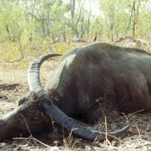 Big old Bull Buffalo over 100 inches.