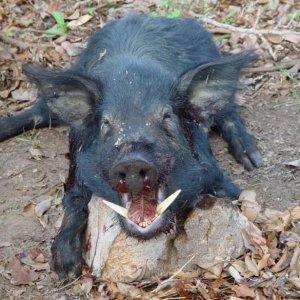 Wild Boar. Plenty around when hunting Buffalo.
