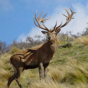 A nice 360 inch Red Stag