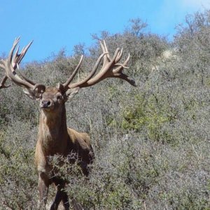 Young Stag still growing is going to be a monster.
