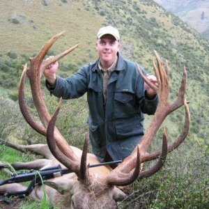 Another great heavy beamed typical Red Stag.