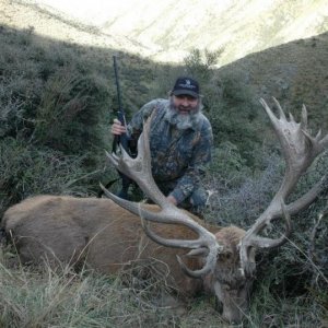Nice high country bush Stag.