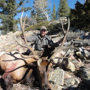 2012 Bull Elk