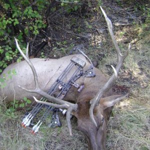elk & goat 08 021