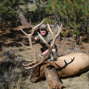 2014 Bull