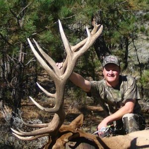 2014 Bull
