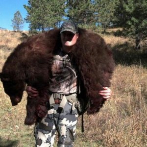 bear 1