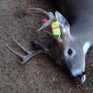 Montana whitetail