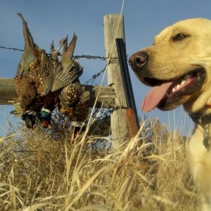 A limit of roosters with my lab.  He was a year old in this pic.