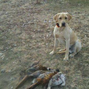 A mixed bag.  Year one for Mav.