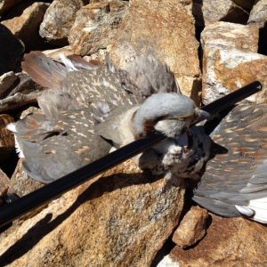 Himalayan Snowcock 1