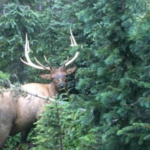 Close encounter