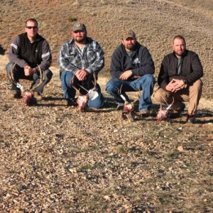 Wyoming Region Y Mulies