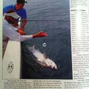 fish