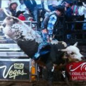 bull