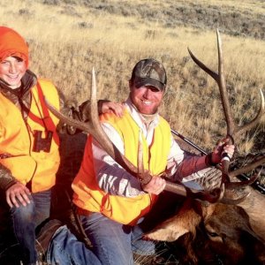 2011 bull