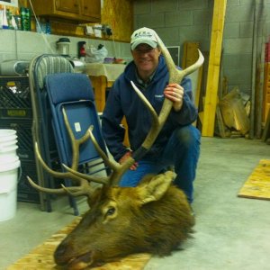2011 bull