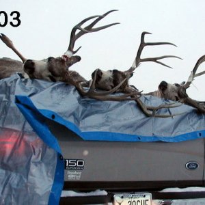 2003Group
