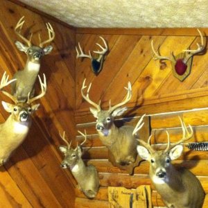 wall of bucks