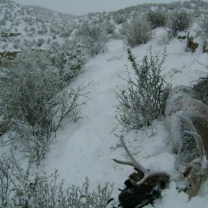09' Mule Deer