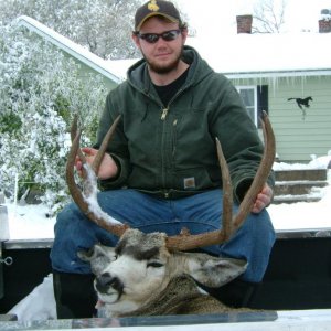09' Mule Deer