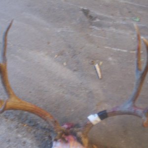 07' Mule Deer