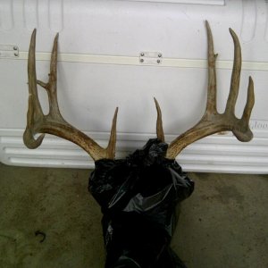 11' Whitetail