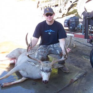 10' Mule Deer