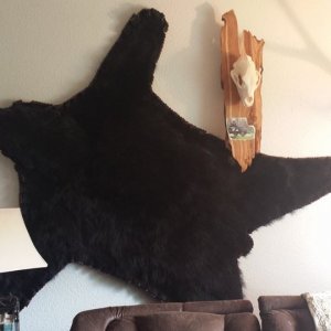13' Bear