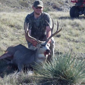 12' Mule Deer
