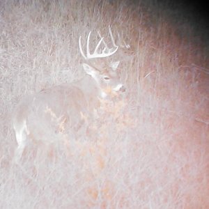 Kansas public land 2014 buck (score 201 3/4")