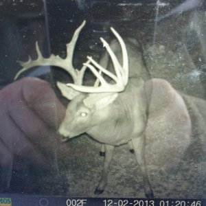 220+ buck prior to breaking its tallest tines