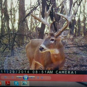 nice young river buck