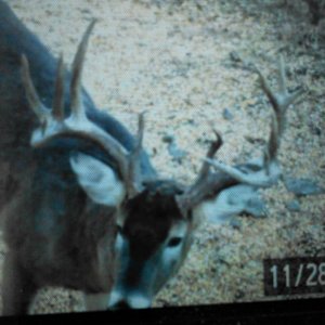 17 pointer the previous year, now dropping in size.  died of old age