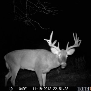 17 pointer