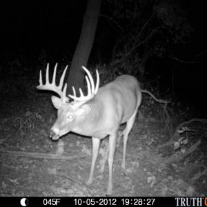 boss buck (KIA)