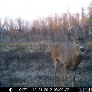 another young river buck